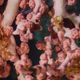 Coral hosting shrimp in Lydonia Canyon.